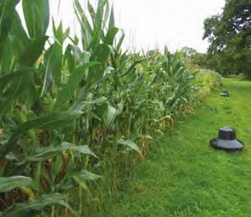 Game Maize Rapid Fire