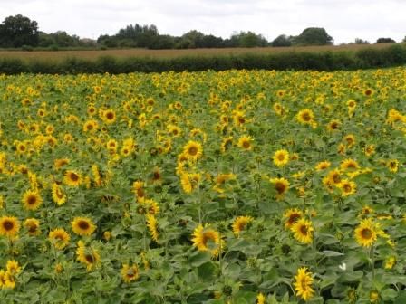 Sunflower