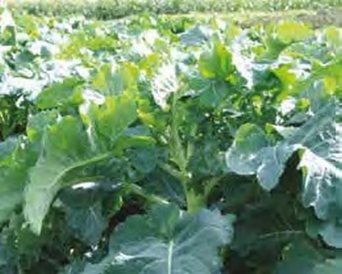 Sovereign Kale