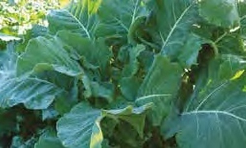 Surefire Kale Blend
