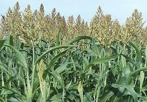 Intermediate Sorghum - Sprint 11
