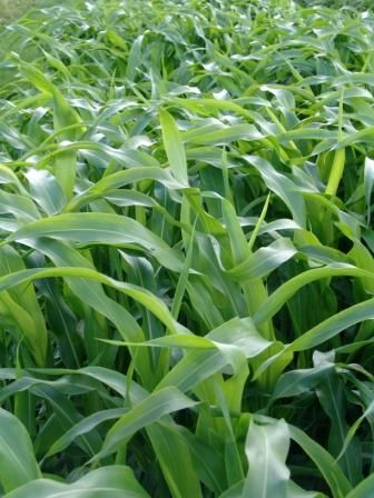 Dwarf Sorghum - PEN110
