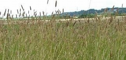 Reed Canary Grass - Arundinacea