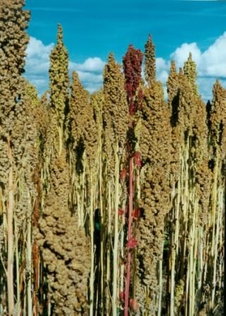 Game Cover Quinoa