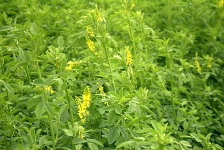 Game Cover Yellow Blossom Clover