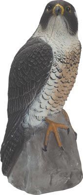 Peregrine Falcon Decoy