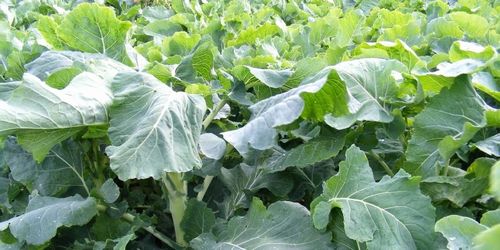 Kale Grüner Angeliter