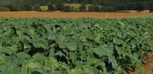 Goldeneye Kale
