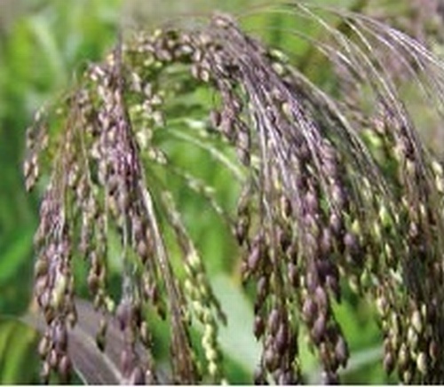 Red Millet