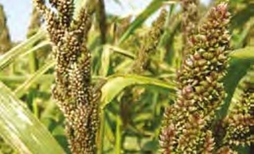Japanese Reed Millet