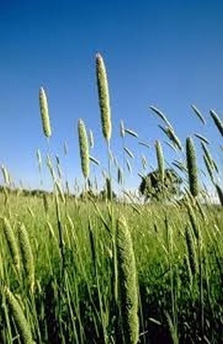 Canary Grass - Aquatica