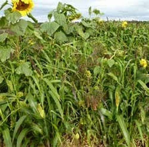 Feed & Cover Mixture 20kg