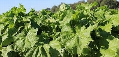 Leafy Turnip