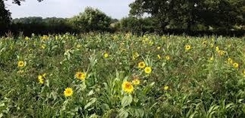 Game Cover Broadshot 10kg