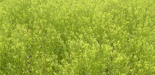 Gold of Pleasure Camelina