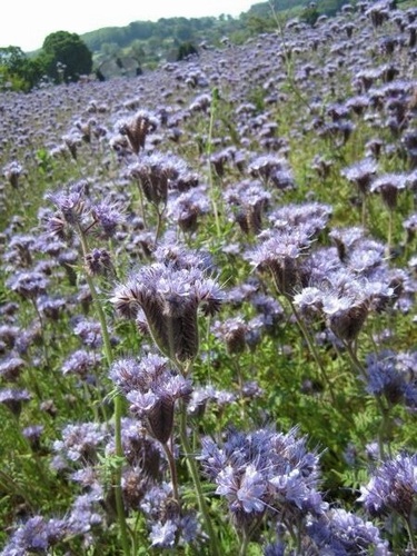 Phacelia