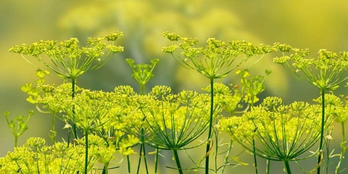 Green Fennel